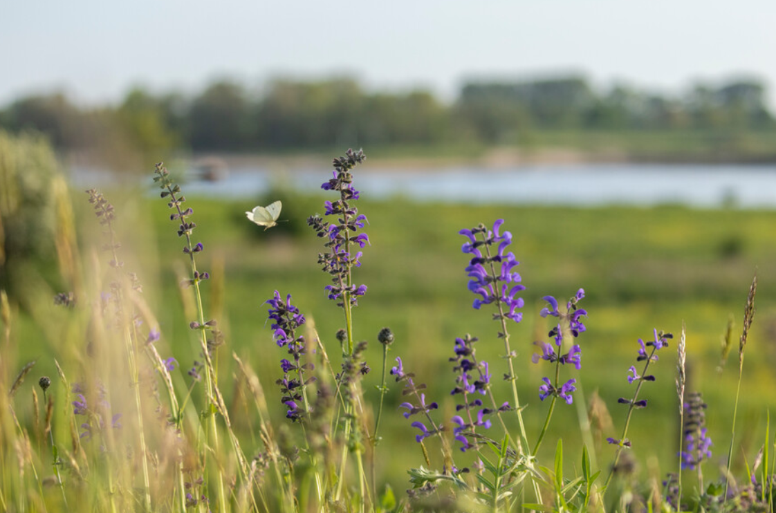 soort plant en vlinder op de dijk met water op de achtergrond