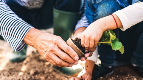close-up handen: opa en kleinkind planten samen een plantje