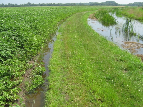 wateroverlast op aardappelveld