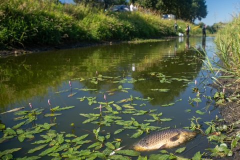 dode vis in het water