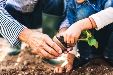 close-up handen: opa en kleinkind planten samen een plantje