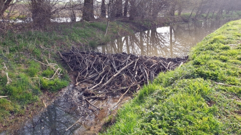 Een dam van allemaal takken in een sloot. De dam is gemaakt door een bever.
