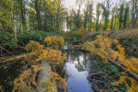 Dode bomen liggen in de beek. Dit is goed voor planten en dieren.