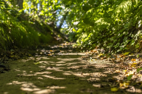 drooggevallen Limbeek
