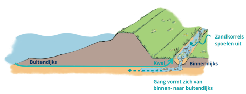 Piping. Bij hoogwater stroomt water onder de dijk door. Dit heet kwel. Alleen kwel is geen probleem voor de waterveiligheid. Wanneer er ook zandkorrels meespoelen, is dit wel een probleem. Dit heet ‘piping’. Er ontstaat dan een gang (pijp) in de dijk die steeds groter kan worden. Hierdoor wordt de dijk minder sterk.