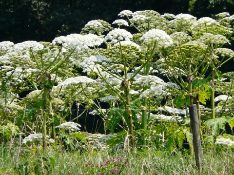 Reuzebereklauw