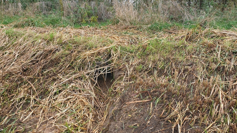Een gat in de oever van een sloot zonder water. Dit is de ingang van een hol van een bever.
