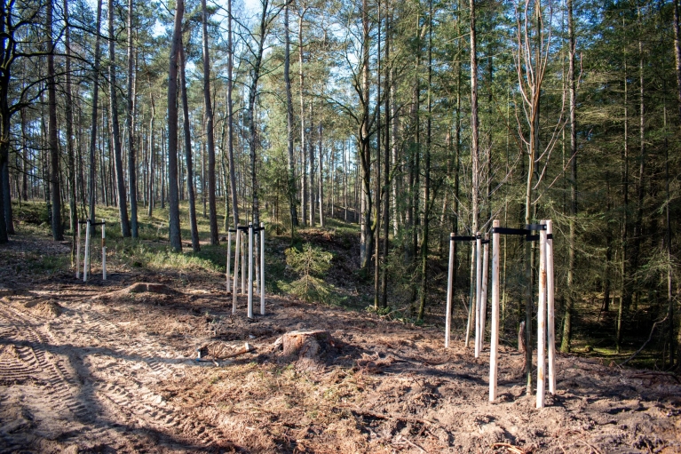 Jonge bomen. Kaumera houdt het vocht vast in de bodem
