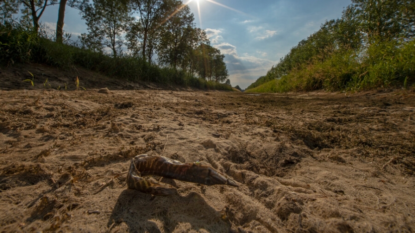 drooggevallen beek  met dode verdroogde vis